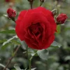 Willemse France - Rosier sympathie ® - le pot / 4l / hauteur livrée 15-40cm Best
