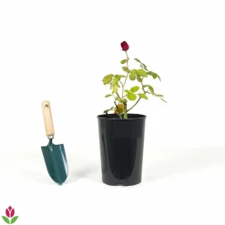 Willemse France - Rosier sympathie ® - le pot / 4l / hauteur livrée 15-40cm Best