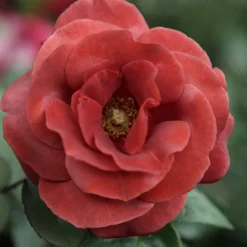 Willemse France Rosiers | - Rosier terracotta ® - le pot / 4l / hauteur livrée 15-40cm
