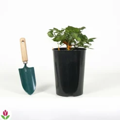 Willemse France Rosiers | - Rosier terracotta ® - le pot / 4l / hauteur livrée 15-40cm