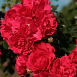 Willemse France Rosiers | - Rosier toscana® - le pot / 3l / hauteur livrée 15-40cm