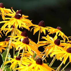 Willemse France Plantes Vivaces | - Rudbeckia goldsturm - le pot / ø 9cm, vendu par lot de 2