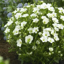 Willemse France Rosiers | - Sabline des montagnes - le pot / ø 9cm, vendu par lot de 4