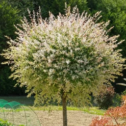 Willemse France - Saule crevette sur tige - le pot / 3l / tige 60cm, vendu par lot de 2 New