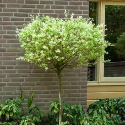 Willemse France - Saule crevette sur tige - le pot / 3l / tige 60cm, vendu par lot de 2 New