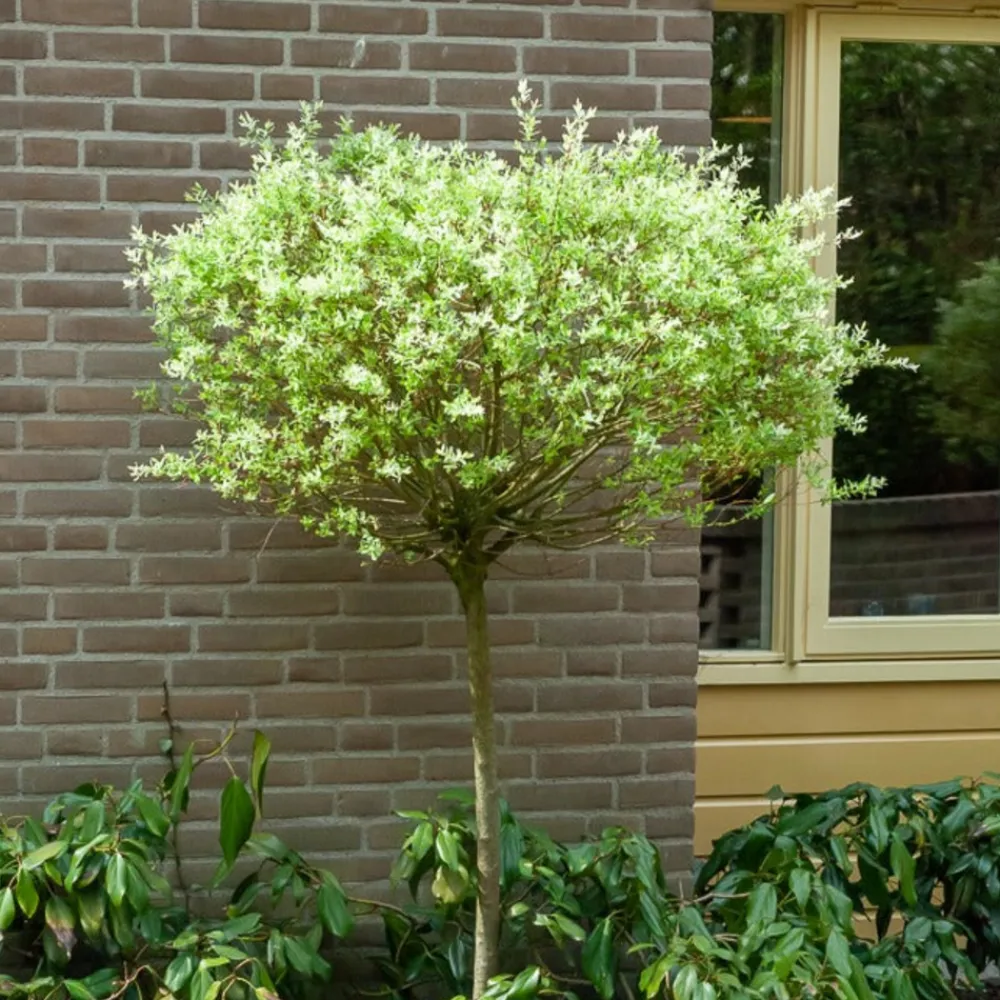 Willemse France - Saule crevette sur tige - le pot / 3l / tige 60cm, vendu par lot de 2 New