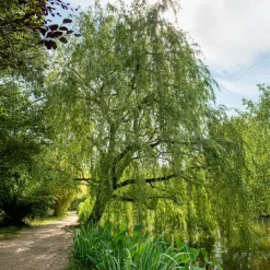 Willemse France Arbres Et Arbustes | - Saule pleureur - le pot / ø 12cm / hauteur livrée 25-30cm, vendu par lot de 2