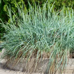 Willemse France Plantes Vivaces | - Seigle de mer - le pot / ø 9cm, vendu par lot de 2