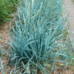 Willemse France Plantes Vivaces | - Seigle de mer - le pot / ø 9cm, vendu par lot de 2