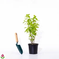 Willemse France Arbres Et Arbustes | - Seringat virginal - philadelphus - les 2 pots / ø 9cm / 2-3 branches / hauteur livrée environ 9cm, vendu par lot de 2