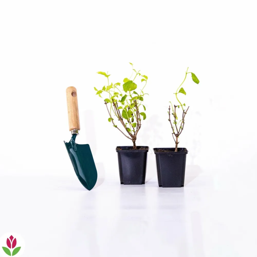 Willemse France Arbres Et Arbustes | - Seringat virginal - philadelphus - les 2 pots / ø 9cm / 2-3 branches / hauteur livrée environ 9cm, vendu par lot de 2