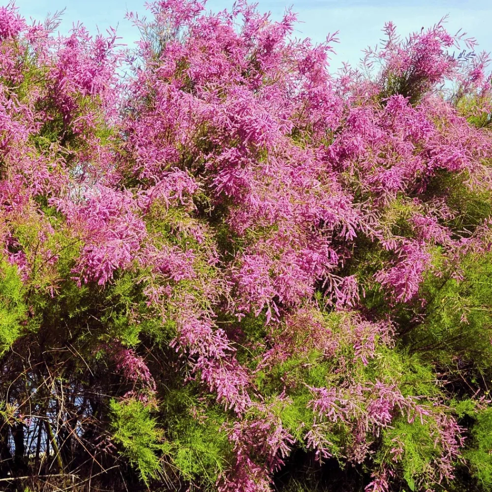 Willemse France - Tamaris de printemps - le pot / 1.5l / 2 branches / hauteur livrée 40-50cm, vendu par lot de 2 Sale