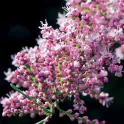 Willemse France - Tamaris de printemps - le pot / 1.5l / 2 branches / hauteur livrée 40-50cm, vendu par lot de 2 Sale