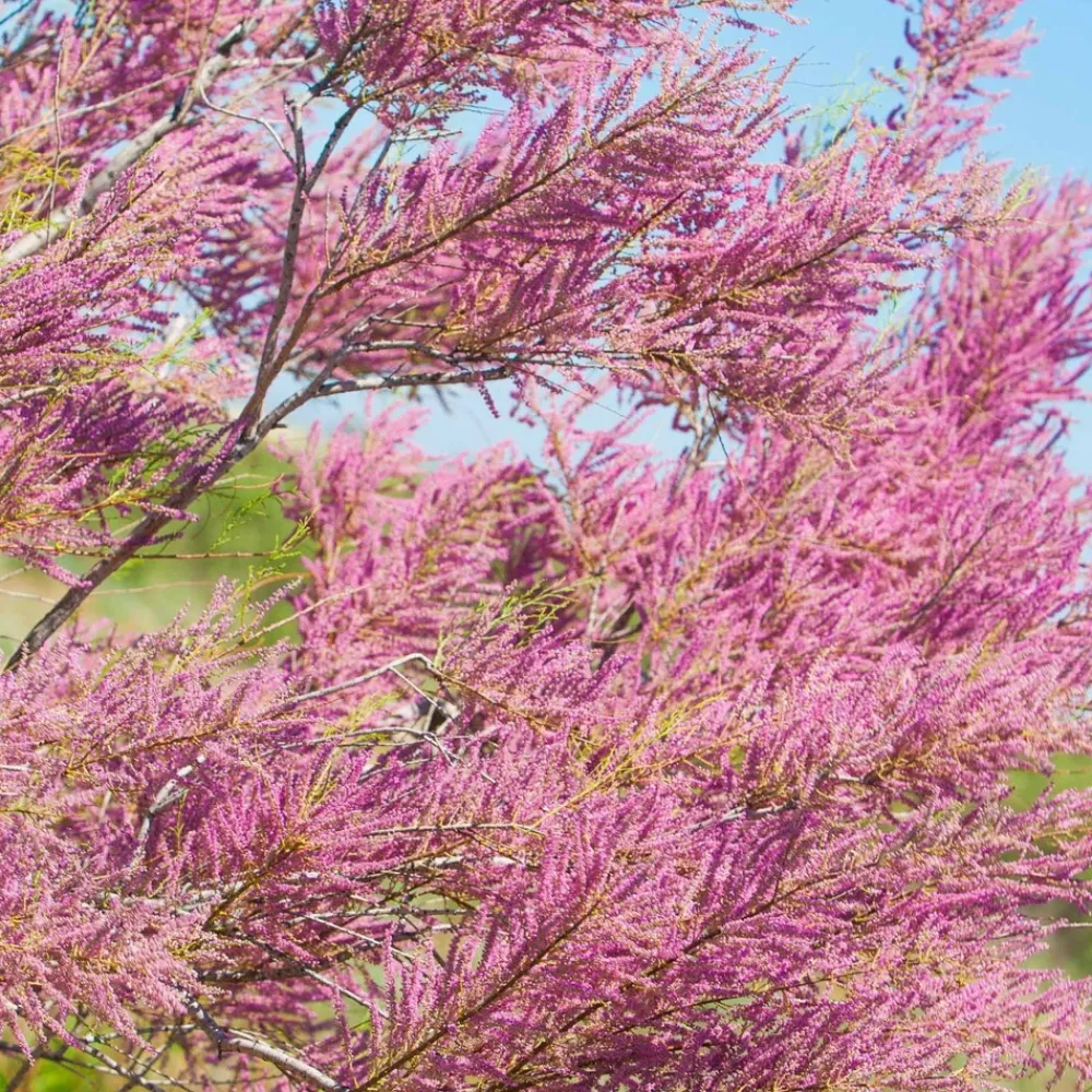 Willemse France - Tamaris de printemps - le pot / 1.5l / 2 branches / hauteur livrée 40-50cm, vendu par lot de 2 Sale