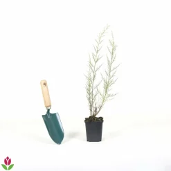 Willemse France Arbres Et Arbustes | - Tamaris de printemps - le pot / 1.5l / 2 branches / hauteur livrée 40-50cm, vendu par lot de 4