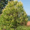 Willemse France - Troène commun - le pot / 2.5l / hauteur livrée 60-80cm, vendu par lot de 2 Hot