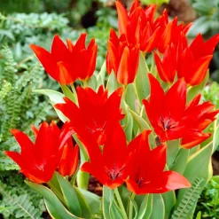 Willemse France - 10 tulipe praestans bloemenlust - le sachet de 10 bulbes / circonférence 10-11cm, vendu par lot de 2 Sale