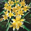 Willemse France - 10 tulipes botaniques tarda - le sachet de 10 bulbes / circonférence 6cm+, vendu par lot de 4 Clearance