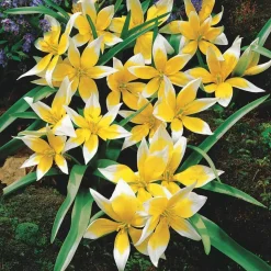 Willemse France - 10 tulipes botaniques tarda - le sachet de 10 bulbes / circonférence 6cm+, vendu par lot de 4 Clearance