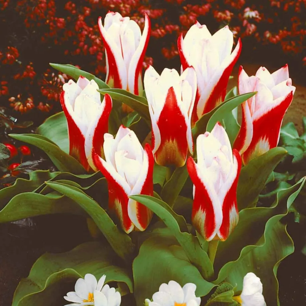 Willemse France - 10 tulipes botaniques the first - le sachet de 10 bulbes / circonférence 11-12cm, vendu par lot de 4 New