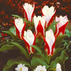 Willemse France - 10 tulipes botaniques the first - le sachet de 10 bulbes / circonférence 11-12cm, vendu par lot de 2
