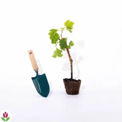Willemse France Fruitiers Et Agrumes | - Vigne chardonnay - la motte / hauteur livrée 20-40cm