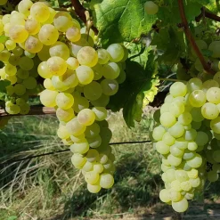 Willemse France Fruitiers Et Agrumes | - Vigne chasselas de fontainebleau - la motte de 2 ans / hauteur livrée 30-40cm