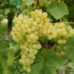Willemse France Fruitiers Et Agrumes | - Vigne chasselas de fontainebleau - la motte de 2 ans / hauteur livrée 30-40cm