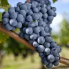 Willemse France - Vigne merlot - la motte / hauteur livrée 20-40cm, vendu par lot de 2 Hot