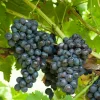 Willemse France Petits Fruits | - Vigne muscat de hambourg - la motte de 2 ans / hauteur livrée 30-40cm
