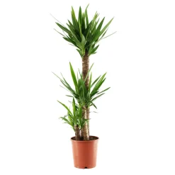 NA Yucca 3 cannes H.90, 45, 15cm : pot Ø 24cm Outlet