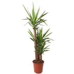 NA Yucca 3 cannes H.90, 45, 15cm : pot Ø 24cm Outlet