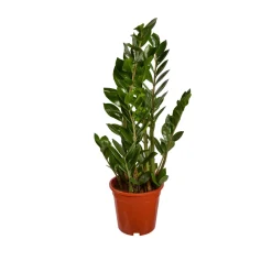 NA Zamioculcas : pot de D.17cm - H.55cm Discount