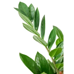 NA Zamioculcas : pot Diamètre 17 cm Hauteur 65 cm Best