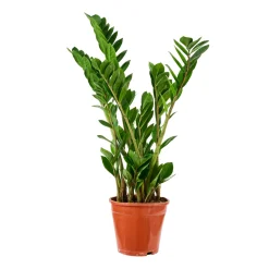 NA Zamioculcas : pot Diamètre 17 cm Hauteur 65 cm Best