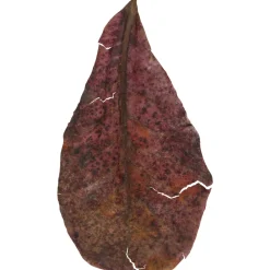 Zolux Hygiène Et Soins | - Feuilles de Catappa leaves pour aquarium - x14 pièces